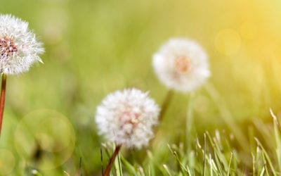 Controlling Common Weeds in Your Lawn