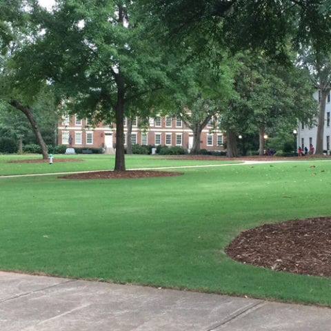 Thermal Bluegrass | Greenlawn Sod