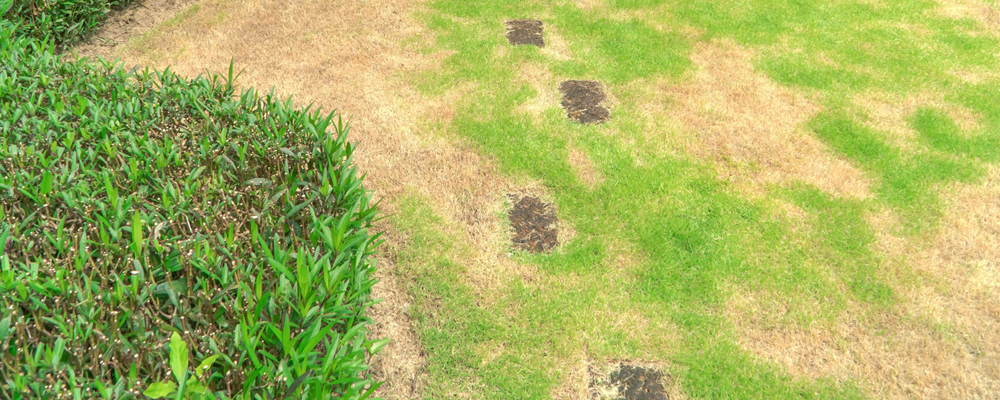 Best Methods for Repairing Bare Spots in Your Lawn