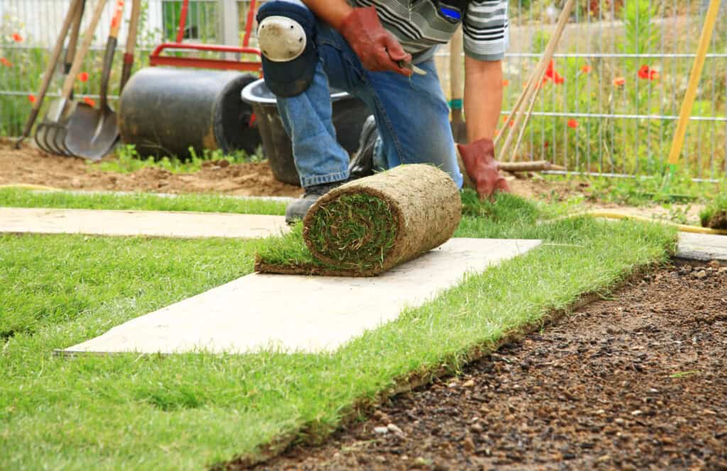 how to tell if sod has taken root