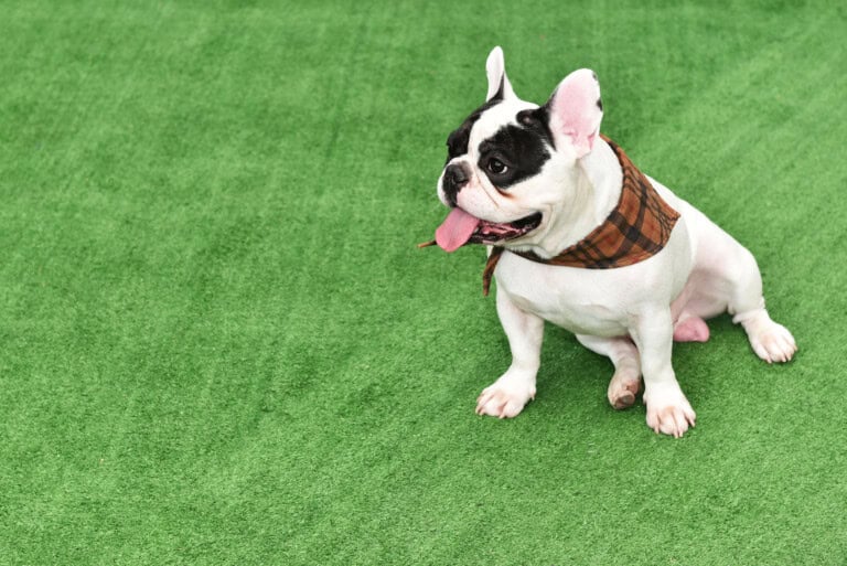 A French Bulldog with black and white fur sits on green grass, wearing a brown plaid bandana and panting with its tongue out.