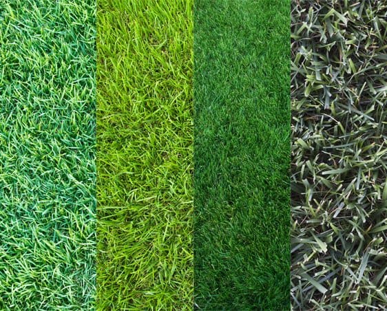 Four vertical panels display different types of grass, each with varying shades of green and different textures, ranging from fine and light to thick and dark blades.
