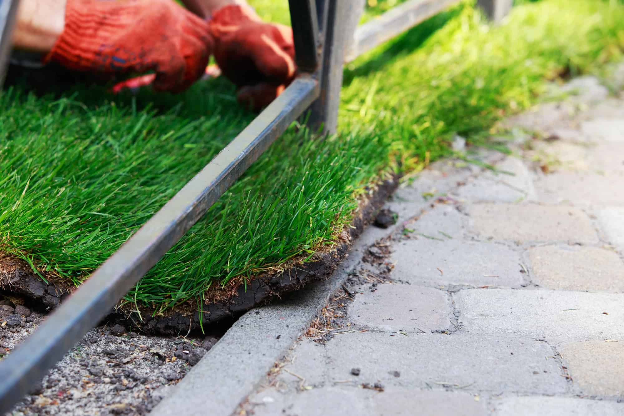 common problems with new sod