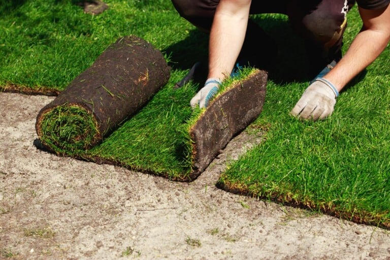 A person kneeling on the ground unrolls a strip of sod onto bare soil, installing fresh grass in a garden or lawn while wearing work gloves.