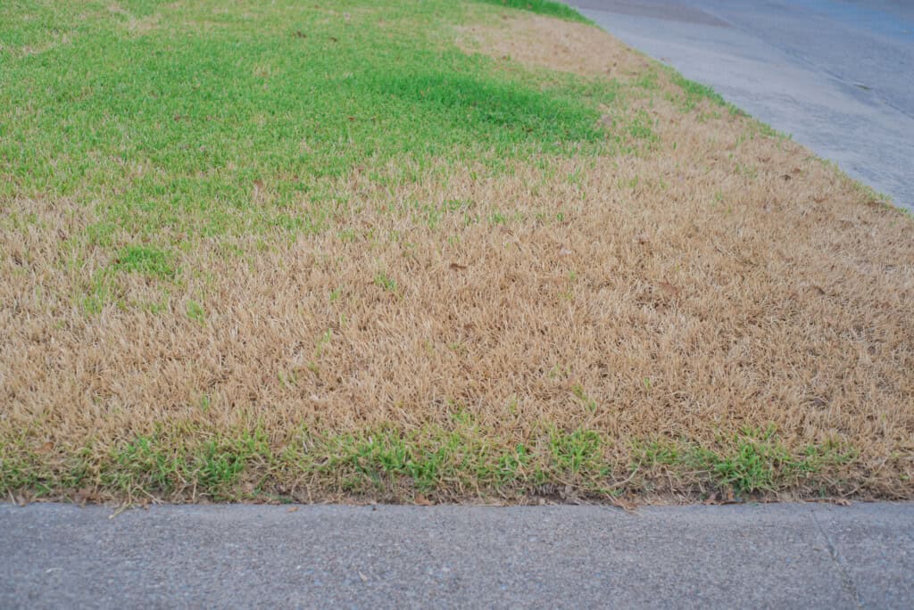 professional lawn care